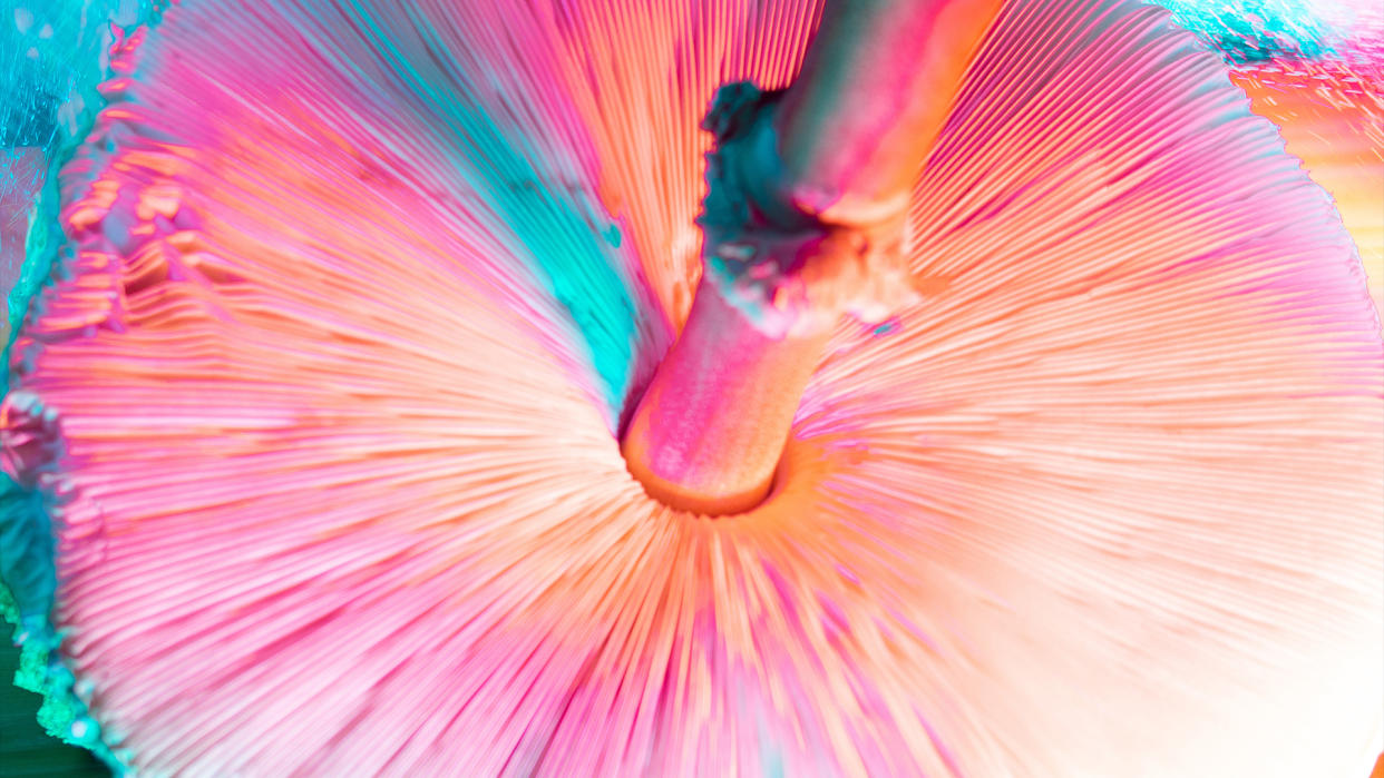  Closeup photo of the underside of a hallunigenic mushroom bathed in multicolored light. 