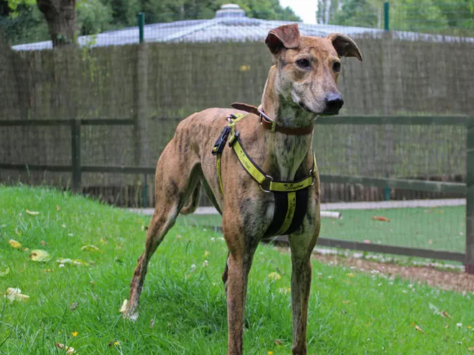 Fern is a Lurcher, looking for a home as the only pet and where any children are confident and around the age of 10. She is fully house trained, but not used to being left for more than an hour or two, so will need somebody at home and able to build this time up gradually for her. (Photo: Dogs Trust)