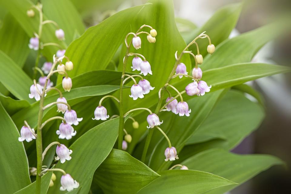 Lily of the Valley