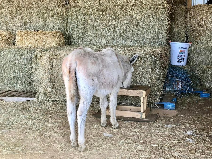Amos, a Cripple Creek donkey