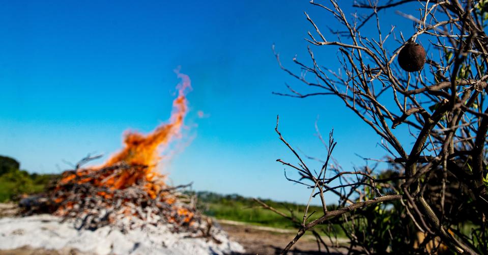 Citrus trees burn on an Alva property on Tuesday, June, 7, 2022. The trees have citrus greening. The disease is greatly affecting  Florida and Southwest Florida citrus growers. 