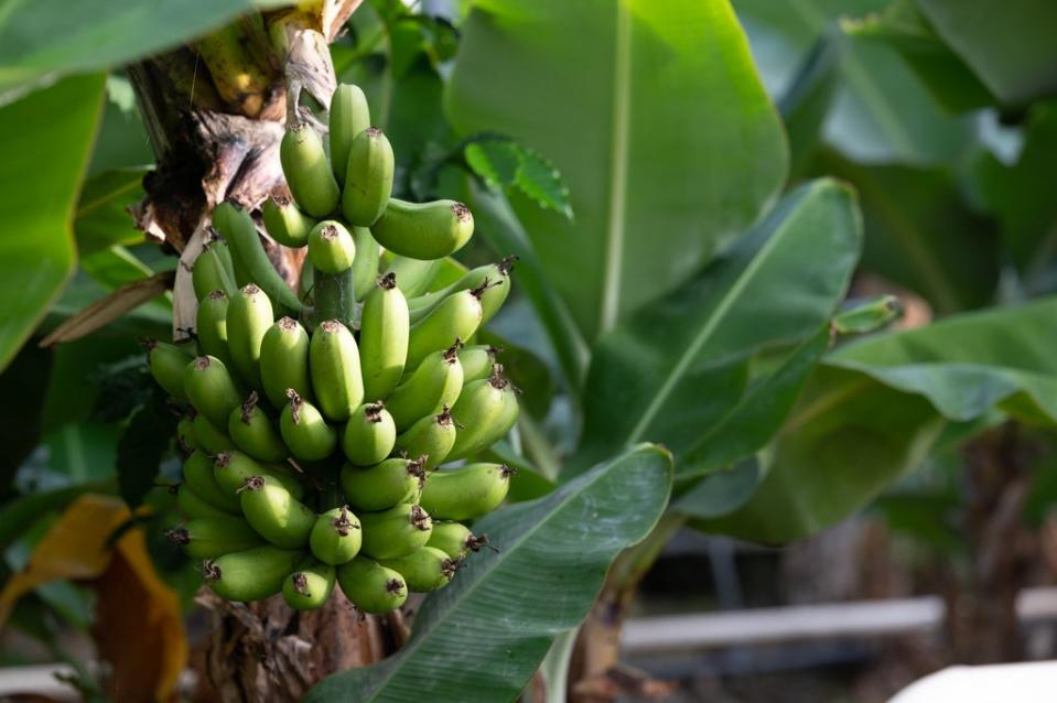 Bananas grow in a greenhouse heated by geothermal energy in southern Iceland (Sigurður Ólafur Sigurðsson)