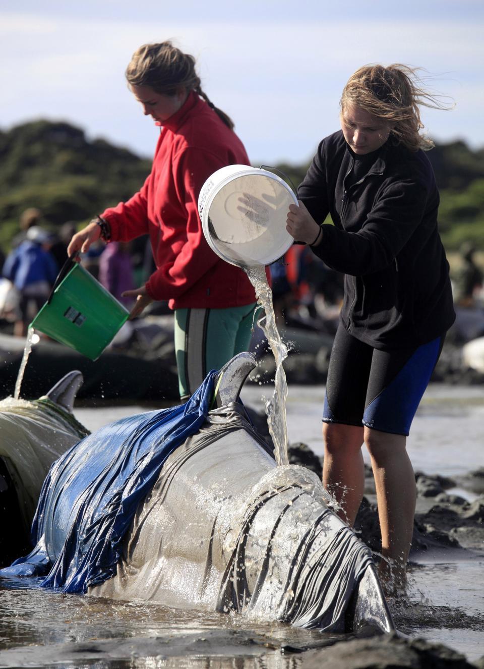 New Zealand whale stranding