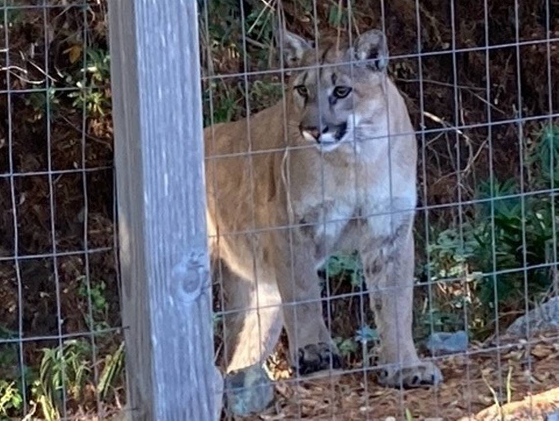 A mountain lion stands several feet from the fence that borders Holly Hiner’s property. Hiner spotted the big cat Sunday morning at 9:10 a.m. near her home in Laguna Lakes Mobile Estates in San Luis Obispo.