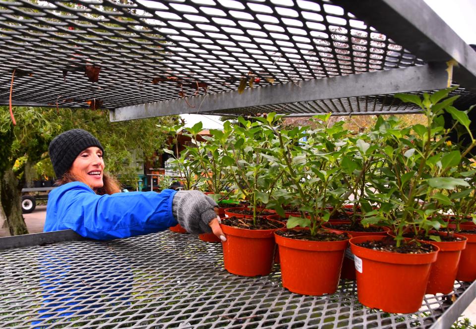 Joanne O'Malley moves dune sunflowers to a cart at Rockledge Gardens. Workers were moving all the non cold hardy plants onto carts that will be rolled in to the warehouse and the greenhouse for the night to protect them. Brevard is expecting freezing temperatures Saturday night into Sunday morning.