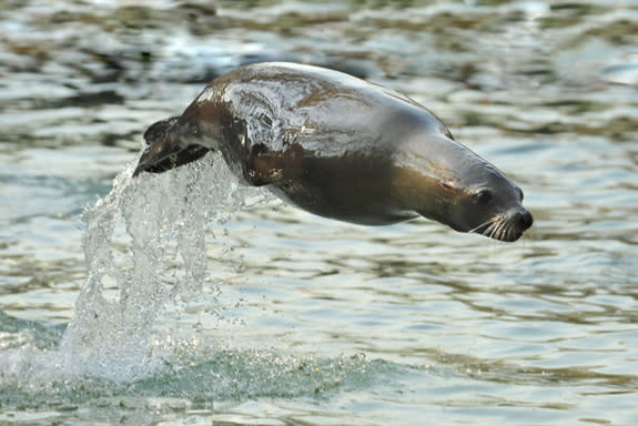 A California sea lion at the Wildlife Conservation Society's Bronx Zoo.?