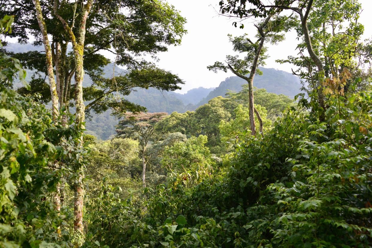 Bwindi Impenetrable Forest, Uganda