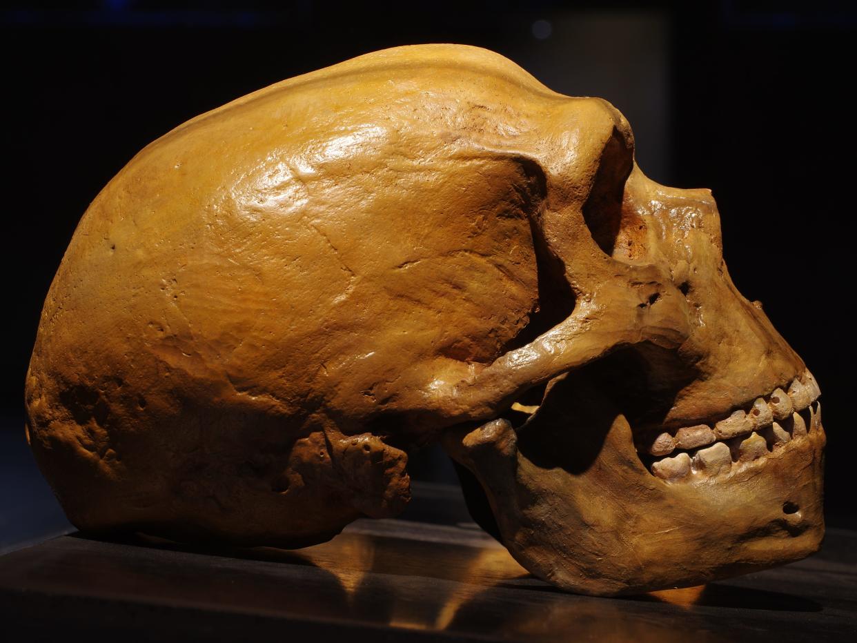 Neanderthal skull