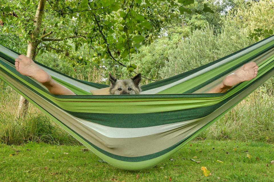 A dog sits in a hammock in an optical illusion that makes it look like it has human legs.