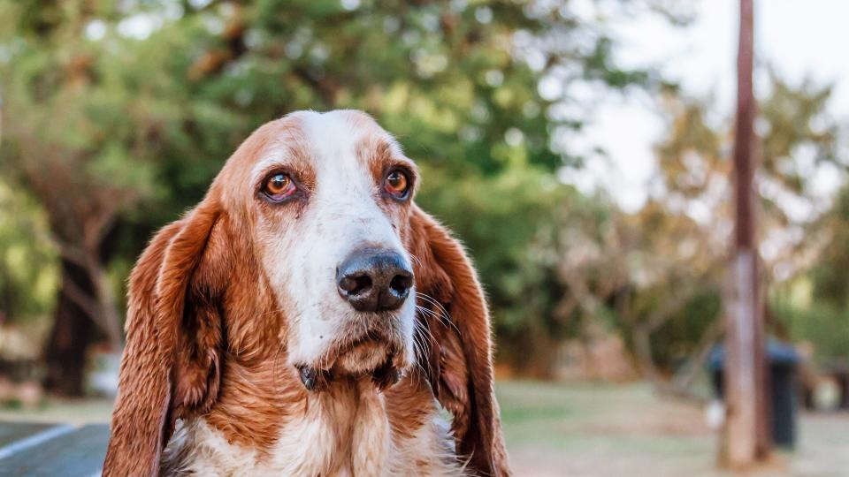 Basset hound looking at camera