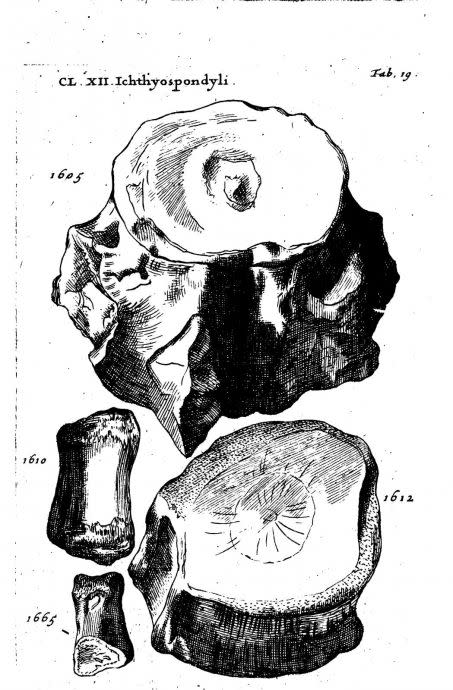 Premières gravures d\'ichthyosaures publiées en 1699 Crédit : Oxford University Museum of Natural History