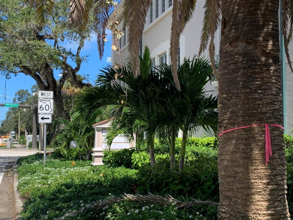 Ribbons and survey markers suggest some of the landscape improvements made by owners of a building on the southeast corner of State Road A1A and Beachland Boulevard might be affected by a Florida Department of Transportation improvement project. This picture was taken looking north Oct. 2, 2022.