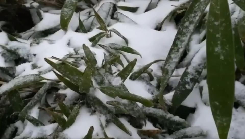 陽明山上的植被上也覆蓋唯美的白雪。（圖／文化大學教授周昆炫 提供）