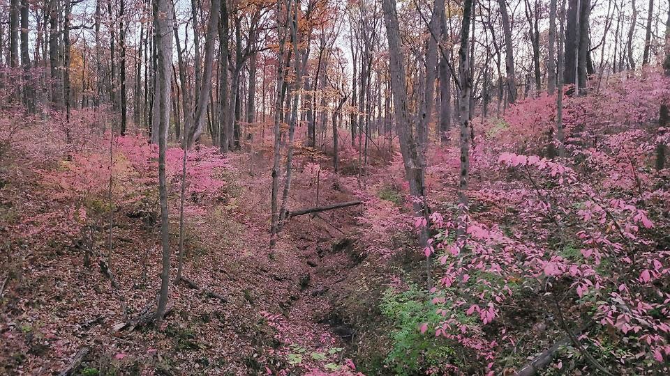 Flowering burning bush plants carpet a forest in Indianapolis. Burning bush is an invasive plant species in Indiana.