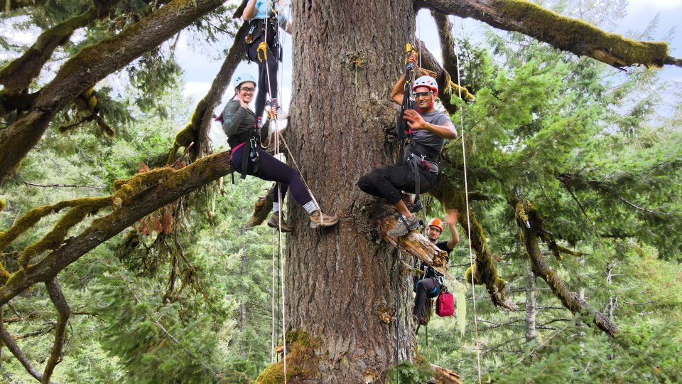 Escaladores ascienden al dosel en Silver Falls State Park en un nuevo negocio que lleva a personas a la cima de árboles de casi 300 pies.