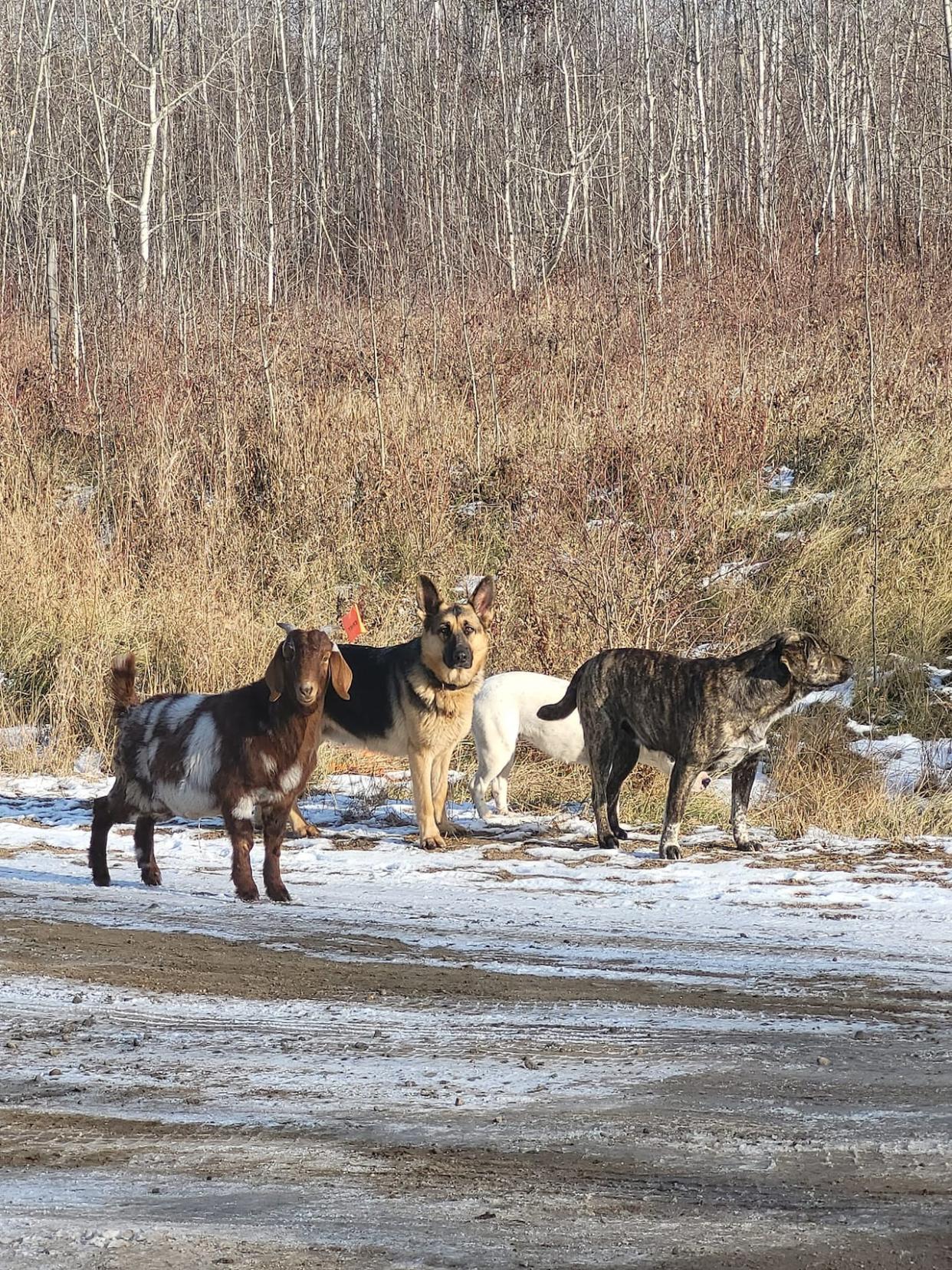 Bruce the goat with his family pack of dogs in Beaver Lake Cree Nation.  (submitted by Mark Gladue  - image credit)