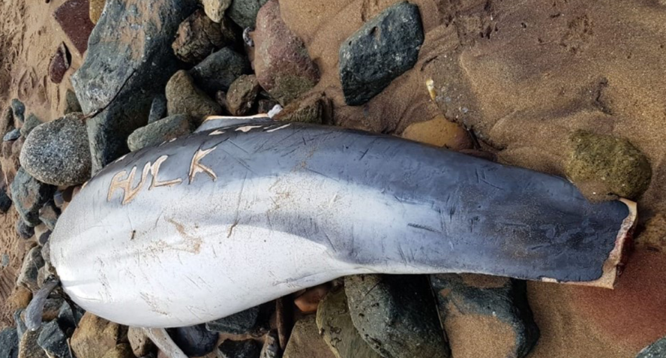 A dead dolphin photographed from behind. Its tail has been cut off. It is lying on rocks. The word 'f***' can be read on its back.