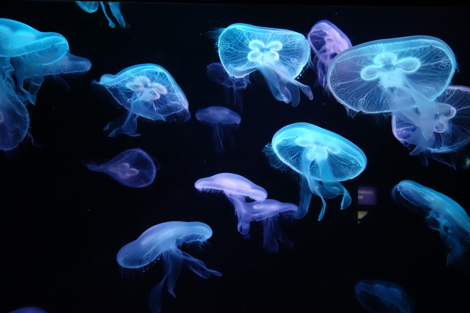 Glowing Jellyfishes Swimming In Sea