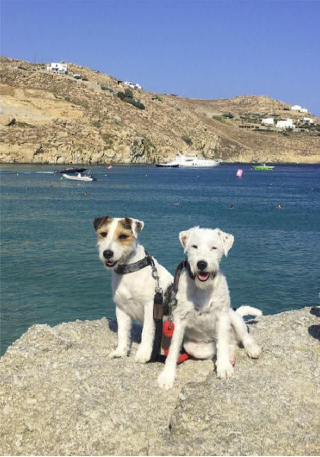 The pooches are from Portugal. Photo: Instagram/max_et_louise