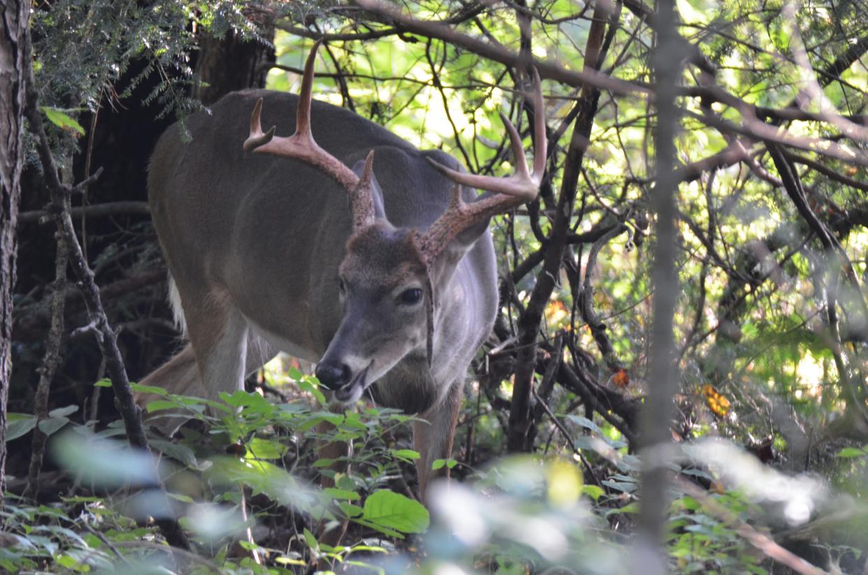 As chronic wasting disease spreads, the North Mississippi CWD Management Zone is expected to expand and Alabama has found its first known case of the disease.