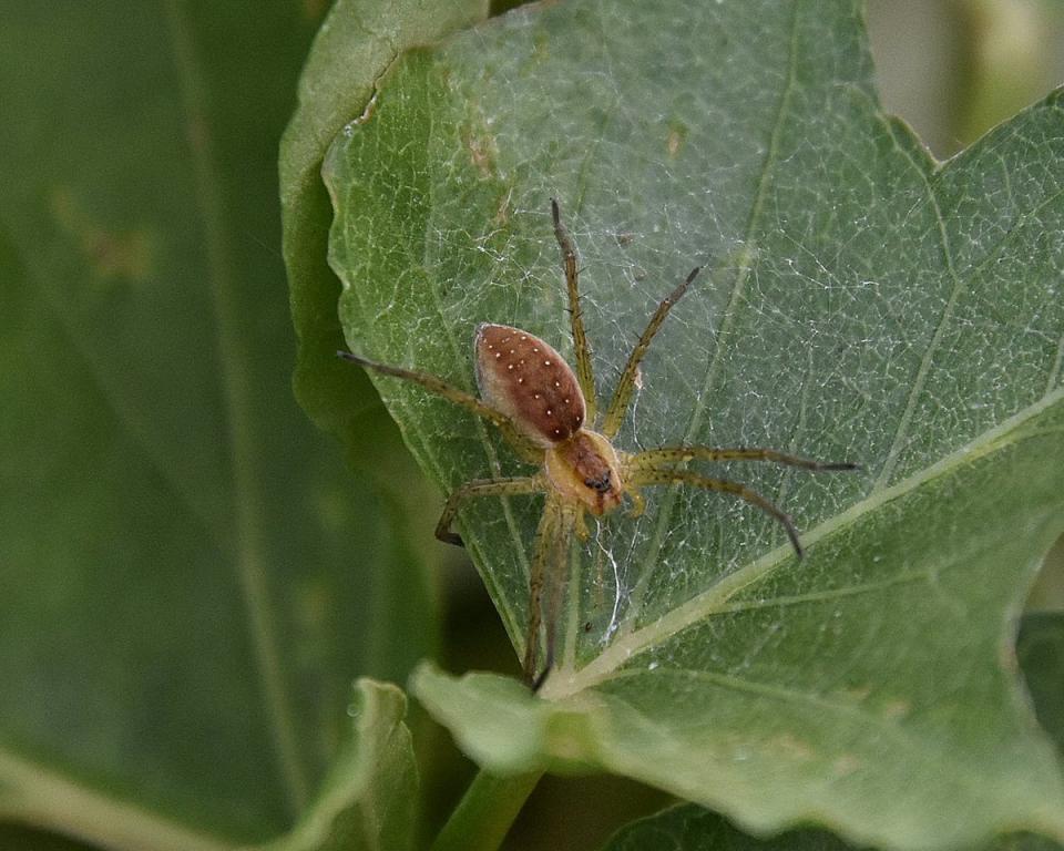 Spider on the sweet potatoes, France (Charente/Blipfoto)