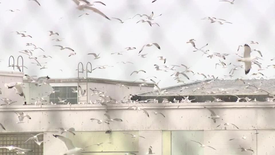 <div>Birds take over empty lot near 27th and Capitol</div>