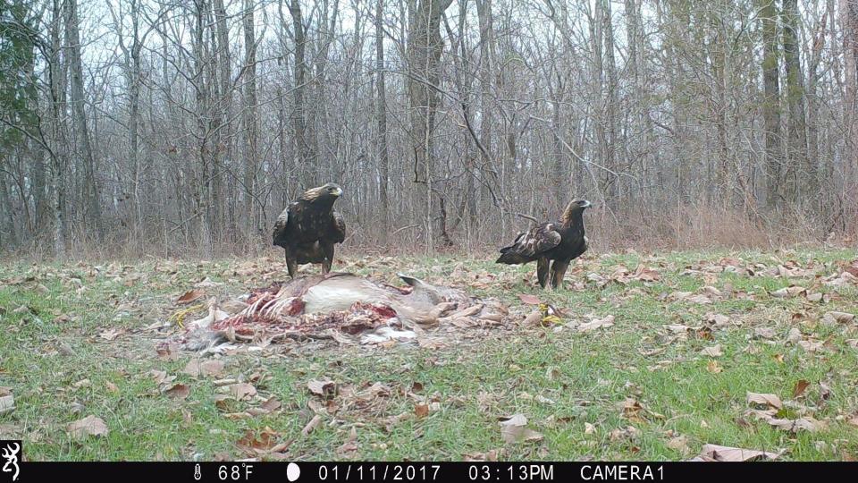 This photo, taken on Jan. 11, 2017, by an Alabama Department of Conservation and Natural Resources game camera, shows two golden eagles at a deer carcass at Freedom Hillls Wildlife Management Area in Alabama. Setting out roadkill deer with a wildlife camera to monitor it is one way the departmet's Division of Wildlife and Freshwater Fisheries keeps tabs on golden eagles that migrate to Alabama for the winter. (Alabama Department of Conservation and Natural Resources via AP)