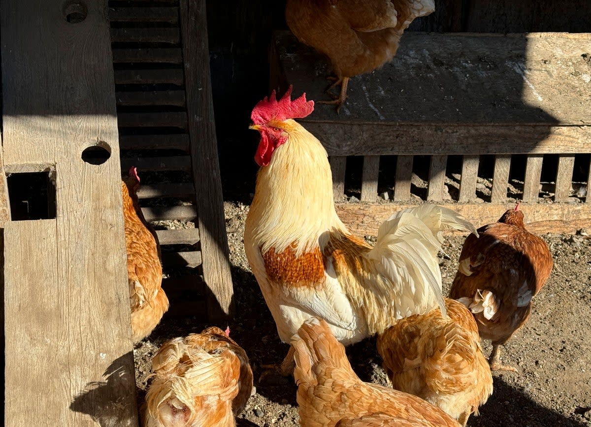 Chickens in a holding pen at a northern California farm in January. Chickens and other birds are often the source of avian influenza, and can pass it along to humans.  Human cases have risen since the spring. ((AP Photo/Terry Chea))