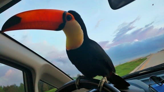 toucan5