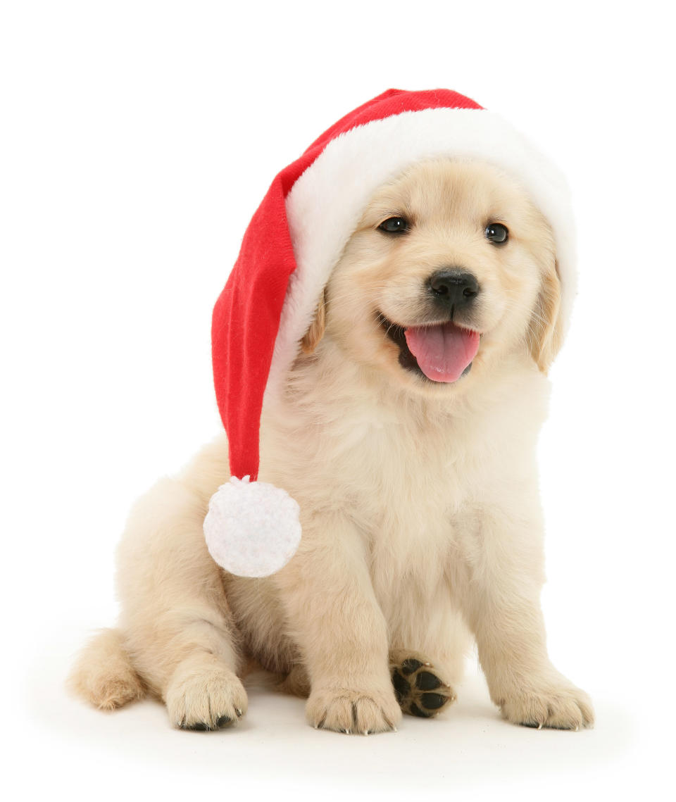 Cats and dogs in Santa hats for Christmas