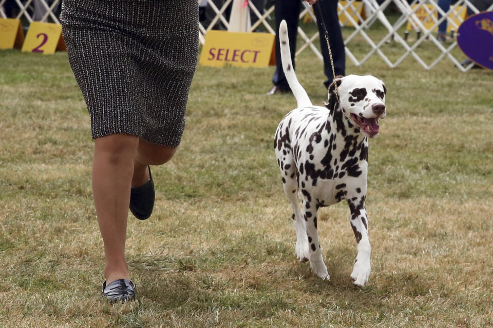 A Dalmatian competes at the Westminster Kennel Club Dog Show, Tuesday, June 21, 2022, in Tarrytown, N.Y. (AP Photo/Jennifer Peltz)