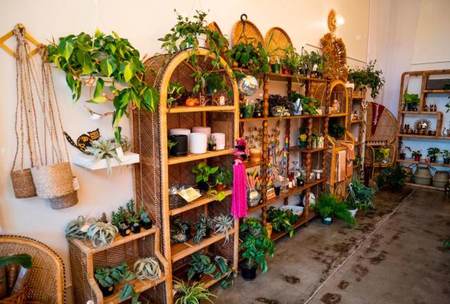 Homestead Essentials And Boutique*An Online Mom N Pop Plant Shop*, Shopify  Store Listing