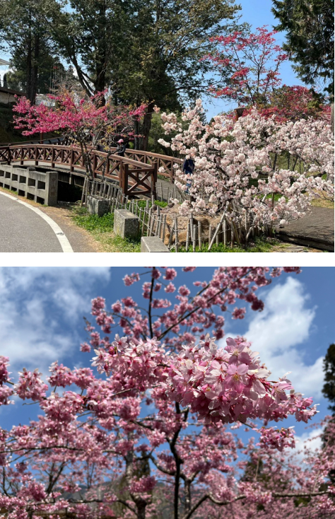 櫻與音的對話迎來阿里山櫻花季　水山療癒步道3/11齊登場