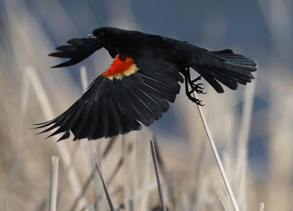 A Red-Winged Blackbird takes off from a thick stand of cattails along Irondequoit Bay in Webster, New York, on April 25, 2024.