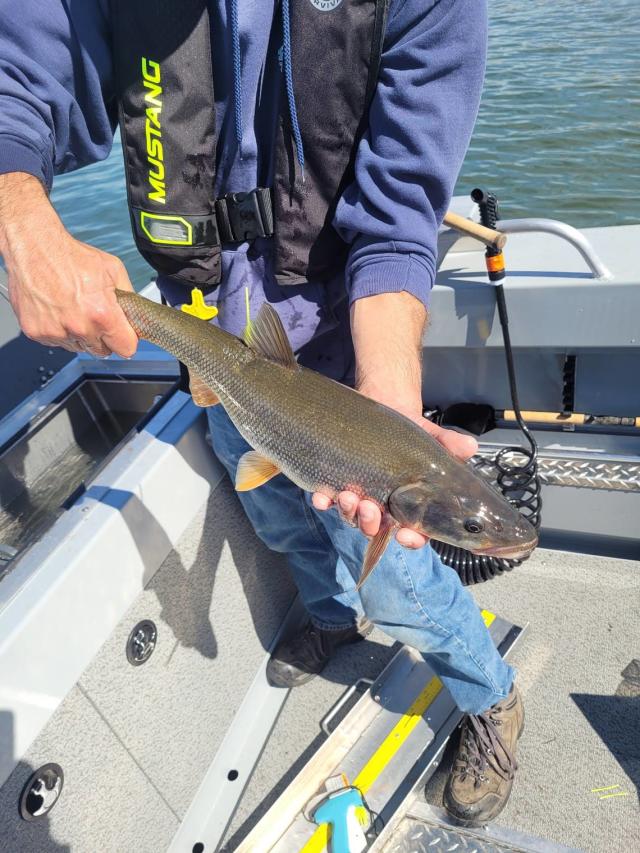 Top Lures and Techniques to catch Flathead Lake Whitefish - Montana Hunting  and Fishing Information
