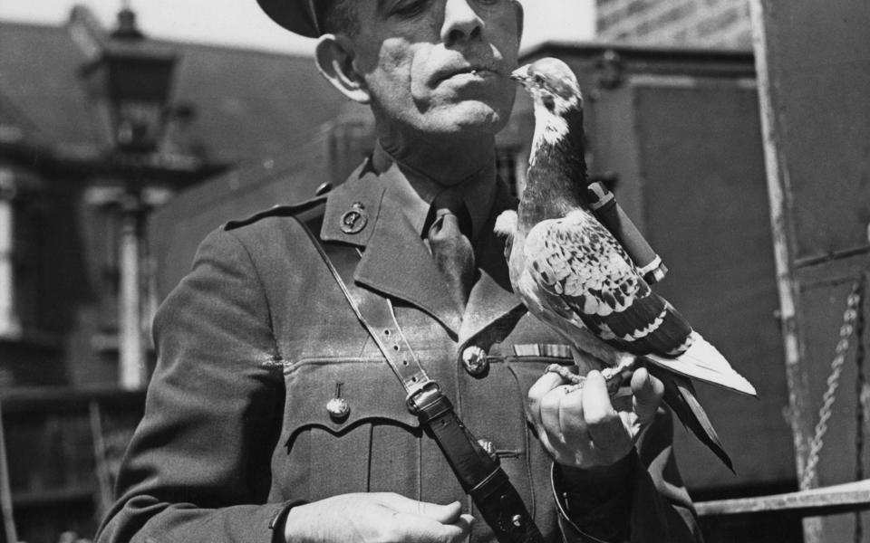 Captain Caiger of the British Army Pigeon Service - Hulton Archive