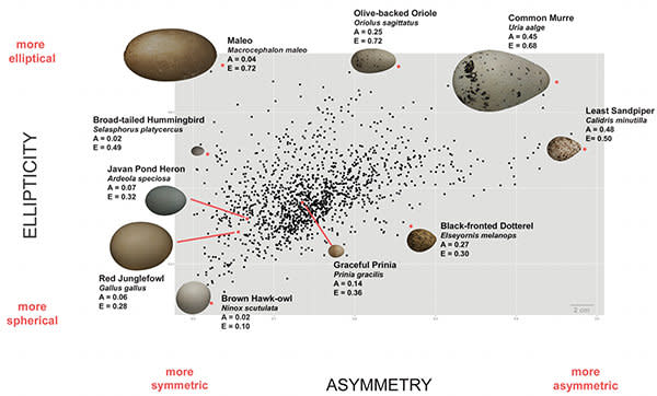 El gráfico que enfrenta la asimetría con la elipticidad (o achatamiento) de los huevos. Crédito: L. Mahadevan/Museum of Vertebrate Zoology, Berkeley