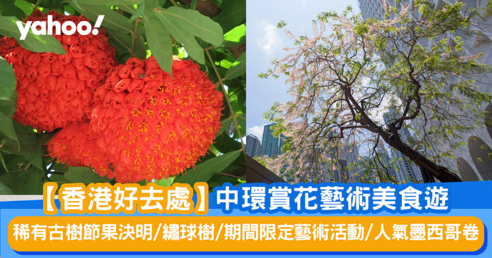 【香港好去處】中環賞花藝術一日遊 