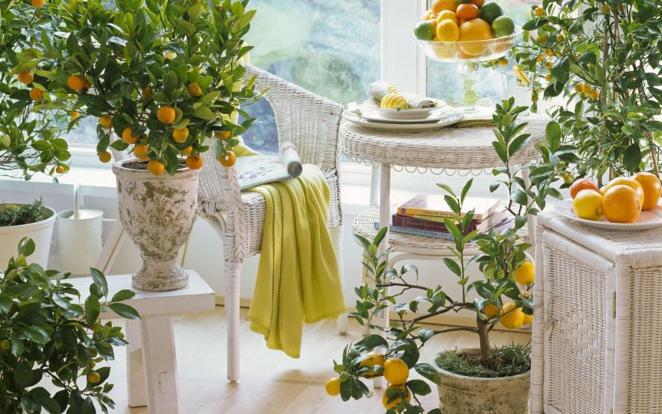 how to grow your own citrus trees home uk 2022 orange lemon - gapphotos.com