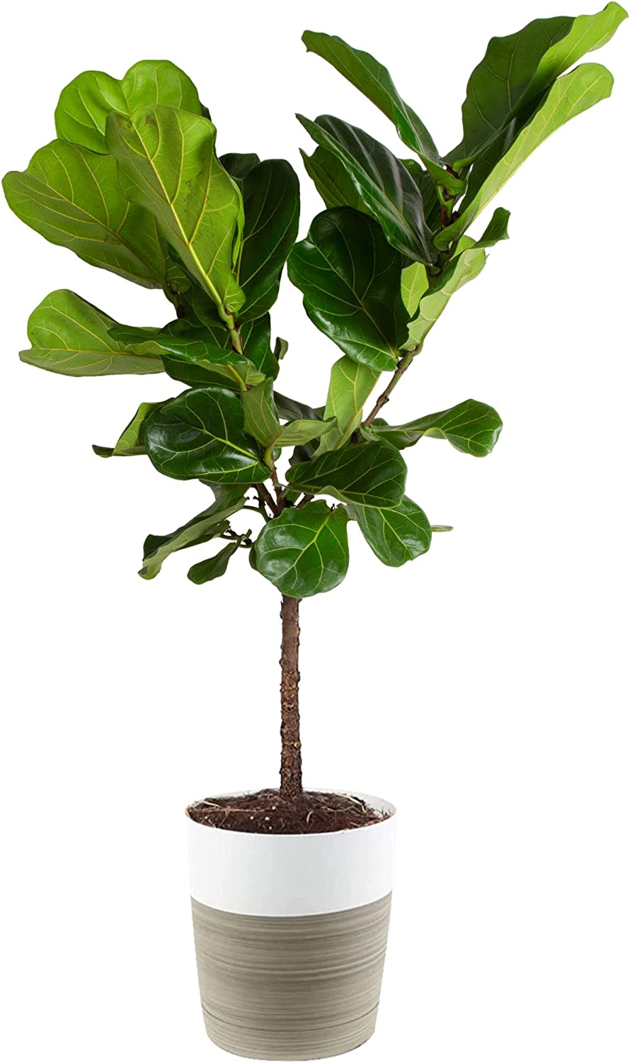 Indoor Plants Are Up To 49% Off At Amazon Today