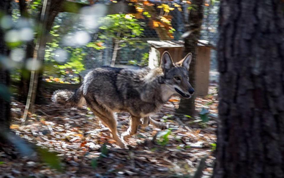 Red wolves are part of an educational and conservation program at Cape Romain National Wildlife Refuge, Sewee Visitor’s Center in Awendaw. There are only about 300 known Red Wolves in existence. Earlier this year a litter of pups was born at the center. This is an 8-month-old pup. 12/3/14