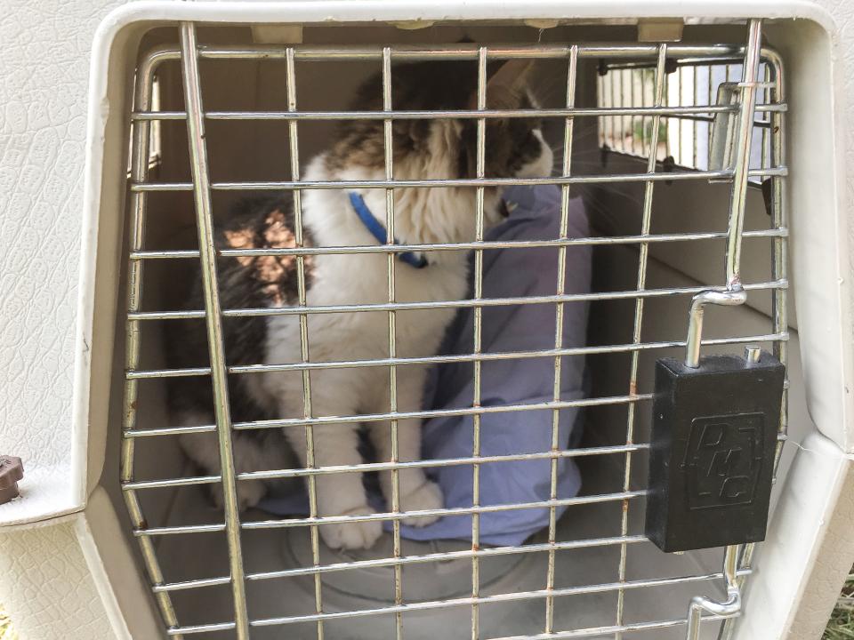 <p>The cat, Luke Skywalker, waits for his family Robert, Brittany and Eva Pieper to pick him up from the shelter in Oroville, south of Paradise, Calif., on Nov. 16, 2018. (Photo: Javier Tovar/AFP/Getty Images) </p>