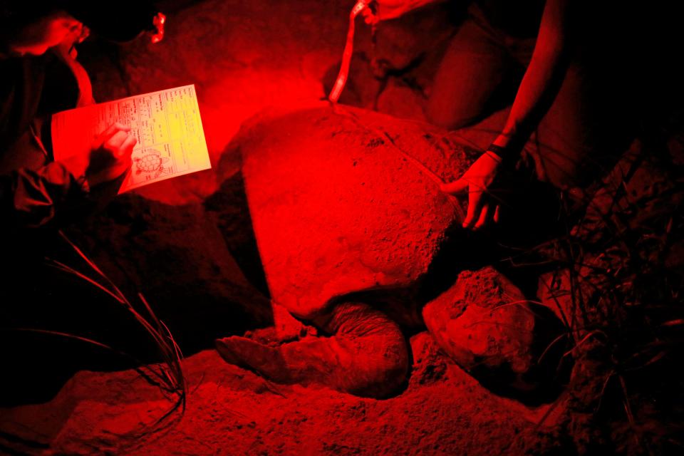 Volunteers record measurements of a turtle during a night of research at the start of nesting season on Wassaw Island with the Caretta Research Project team in Savannah, Ga., on Wednesday, June 1, 2022. Each turtle is measured, tagged, biopsied and the GPS location of the nest is noted.