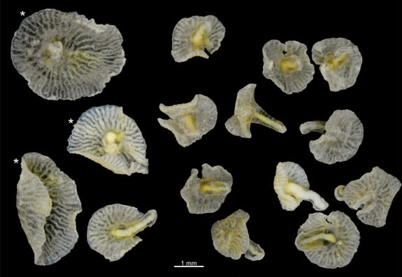 Photographs of 15 <i>Dendrogramma</i> specimens.