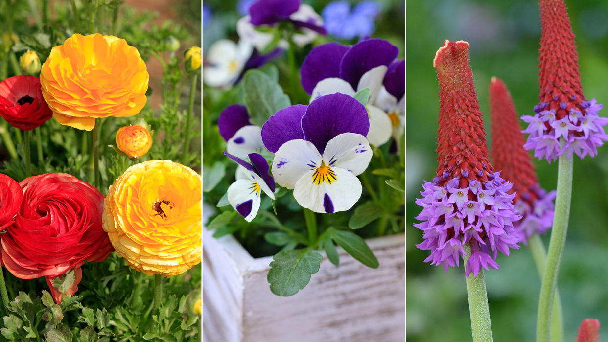  trio of colorful spring flowers 