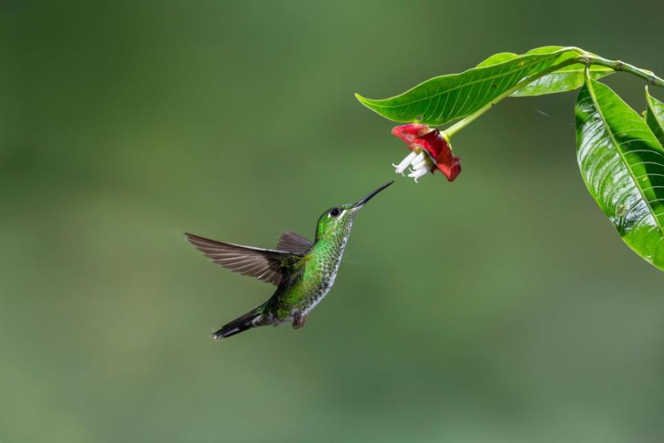 15 Brilliant Flowers to Attract Hummingbirds to Your Garden