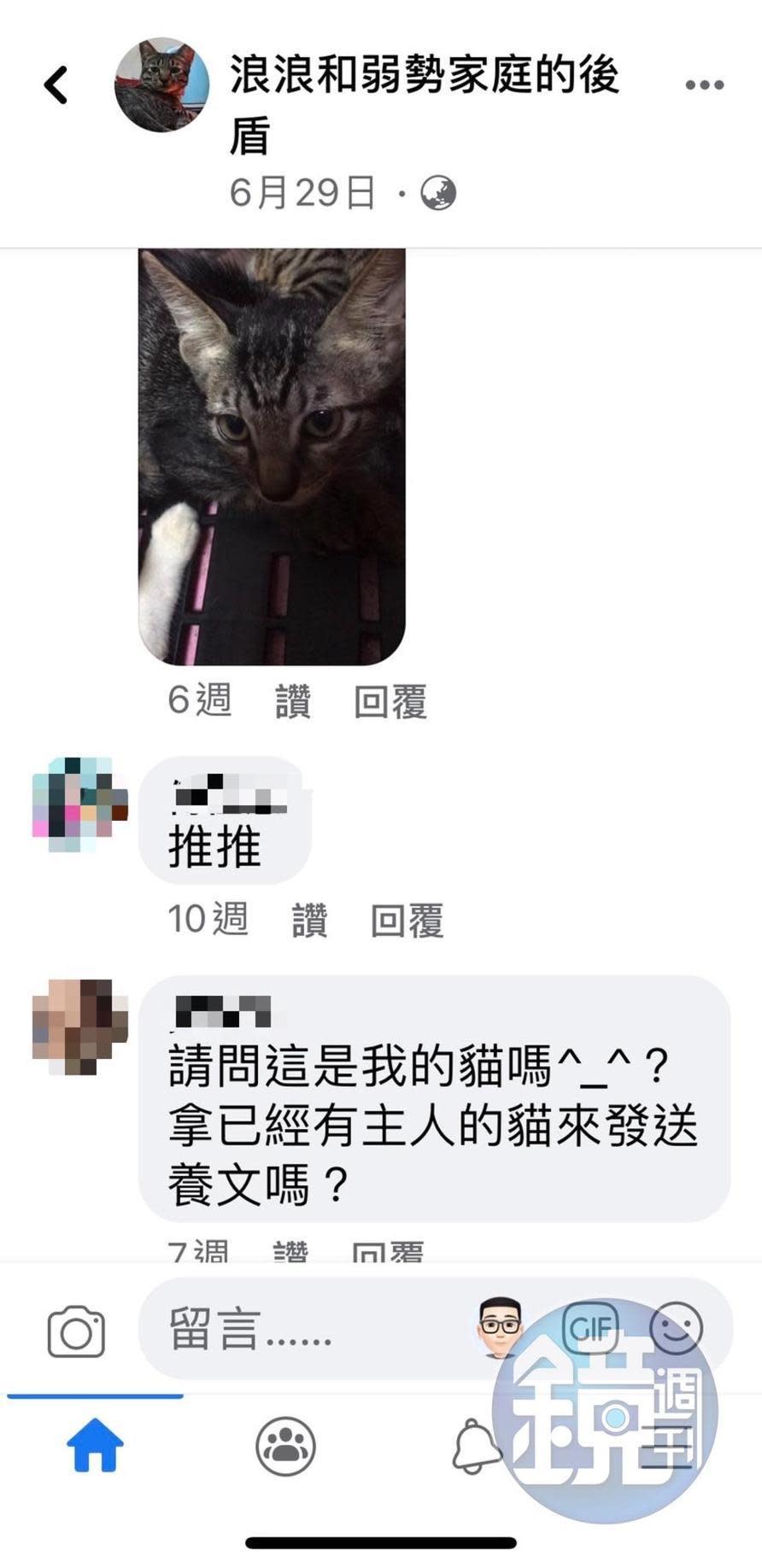 劉女在臉書上PO出送養文，卻被飼主踢爆貓咪已被領養。（讀者提供）