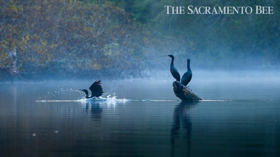 A pair of pelagic cormorants sun themselves on a log, right, as a third splashes into the water on the Noyo River in Fort Bragg on Friday, November 9, 2012. If it’s November, damp and dank, it must be time to head to Mendocino and revel in mushroom culture. Mendocino in the fall is great for harvesting fungi. 2321 2012 Showcase