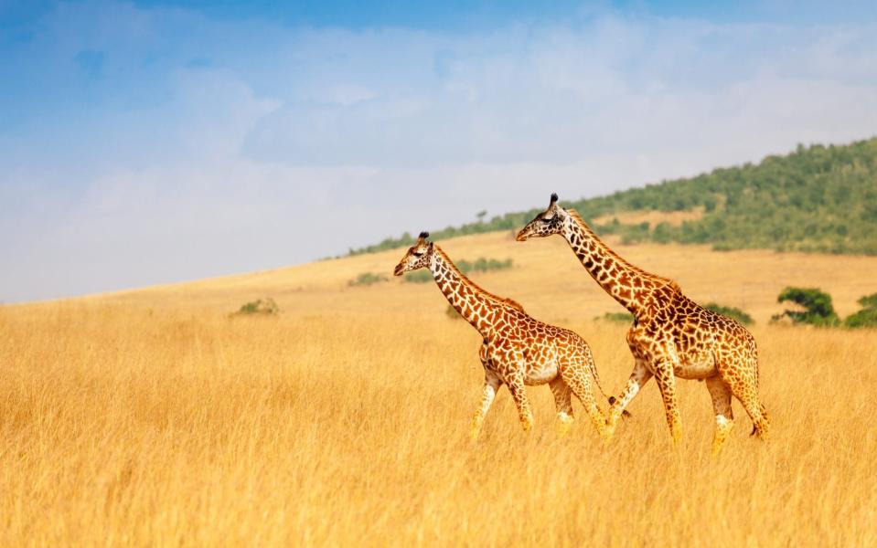 On game drives across Kenya's Maasai Mara Sarah was reminded that the world keeps turning - Getty