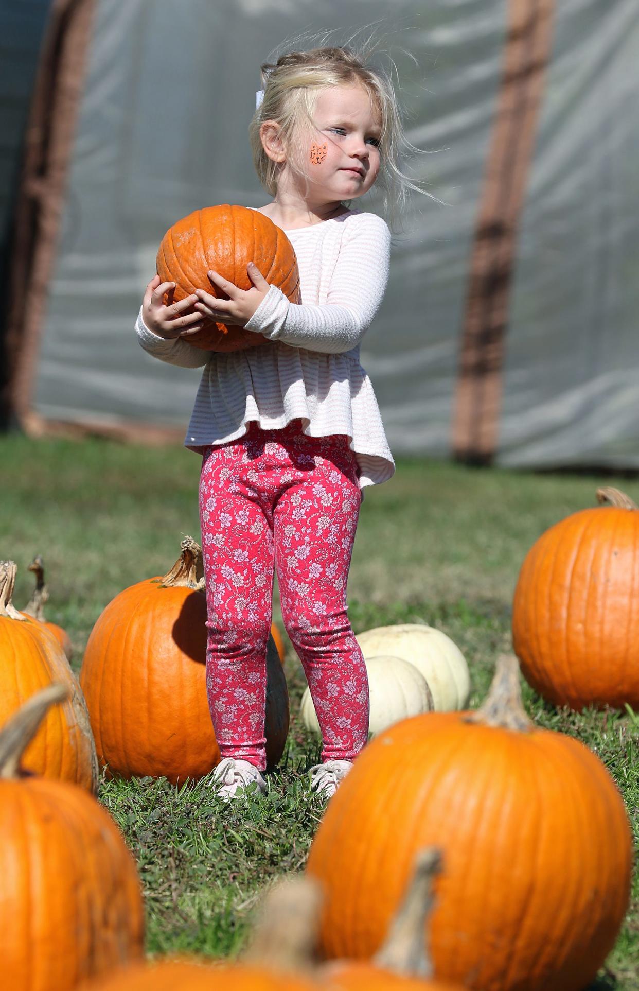 Three-year-old McKinley Lowder looks for the perfect pumpkin Saturday, Oct. 15, 2022, during the Fall Festival at Lewis Farm in Ranlo.